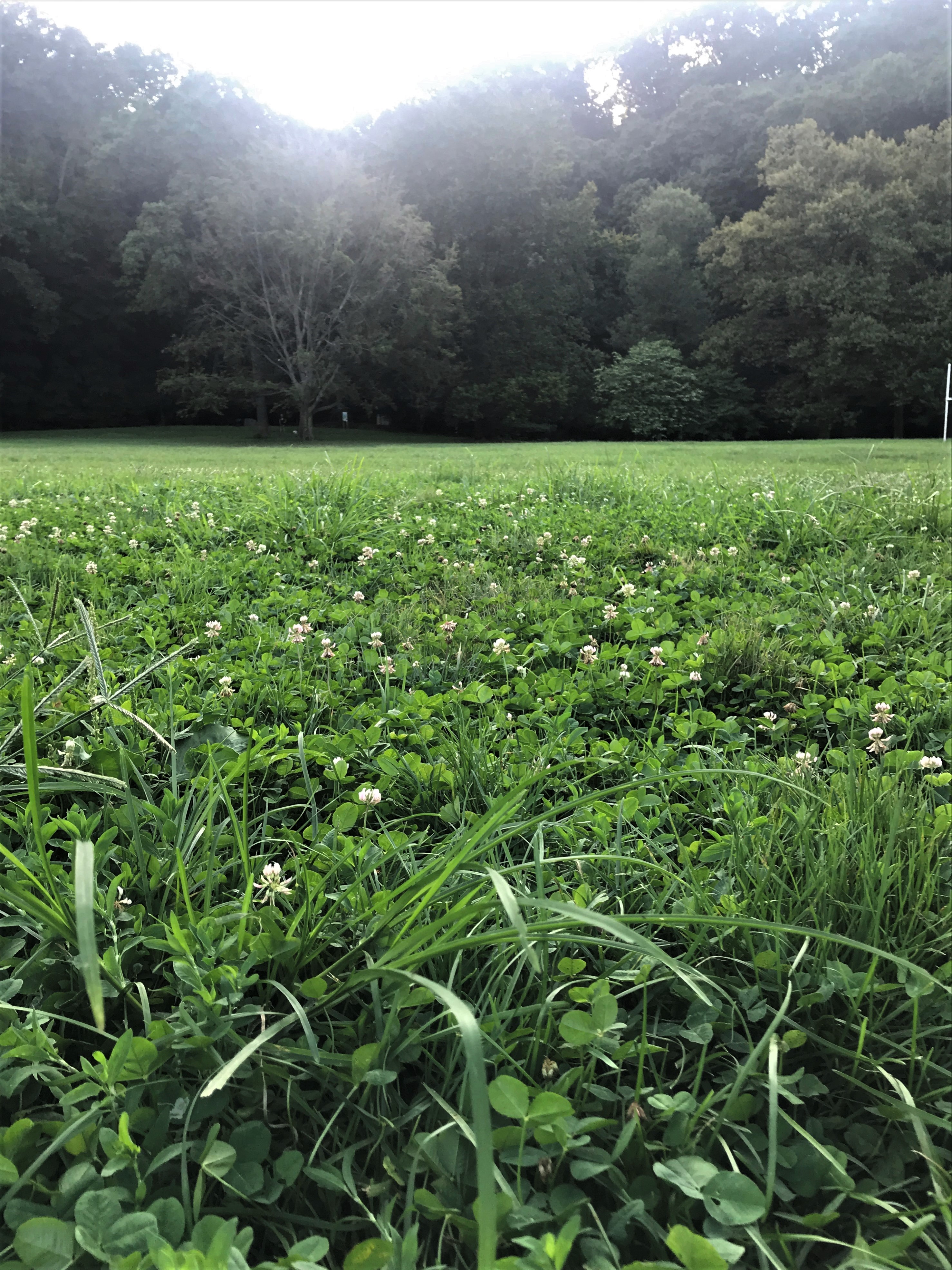 Inwood Hill Park 6-28 p.m. 8-20-2019